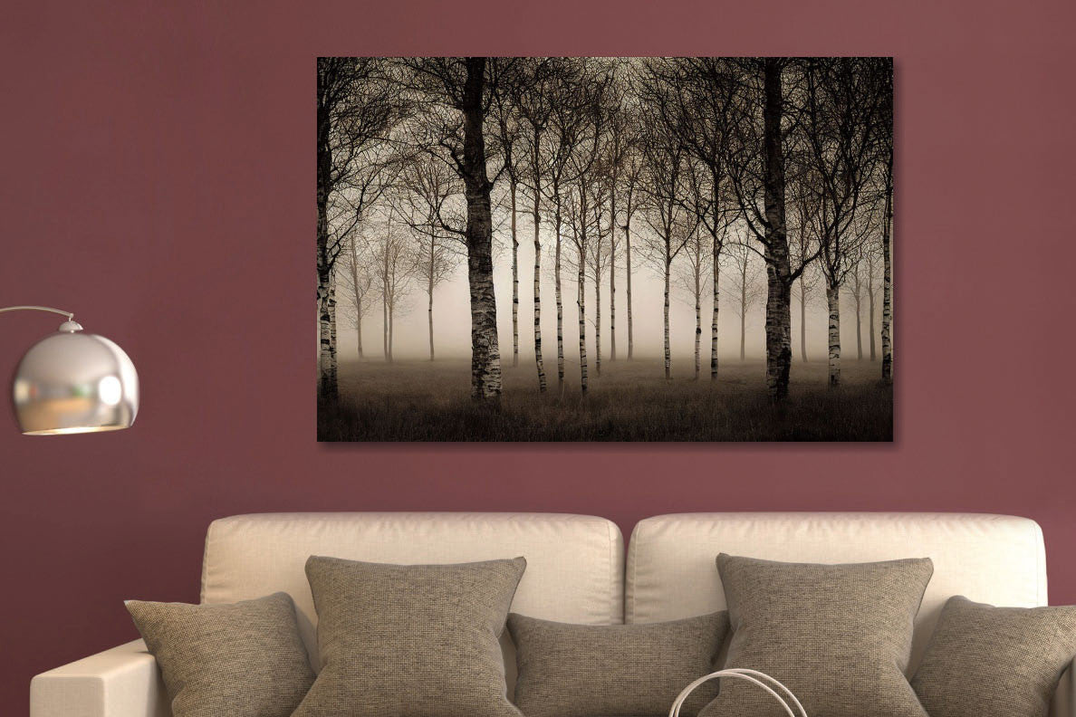 Glasbild 80x120cm Zwielichtiger Birkenwald