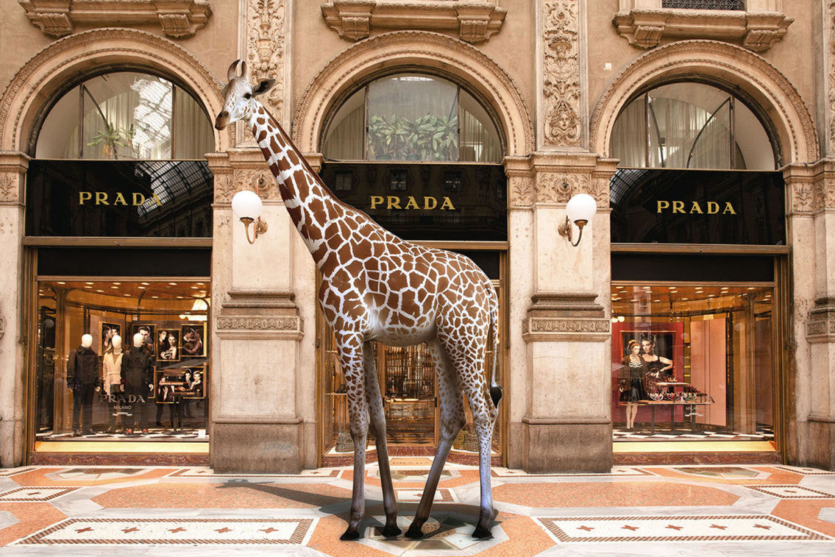 Glasbild «Giraffe mit Mode» 80 × 120 cm