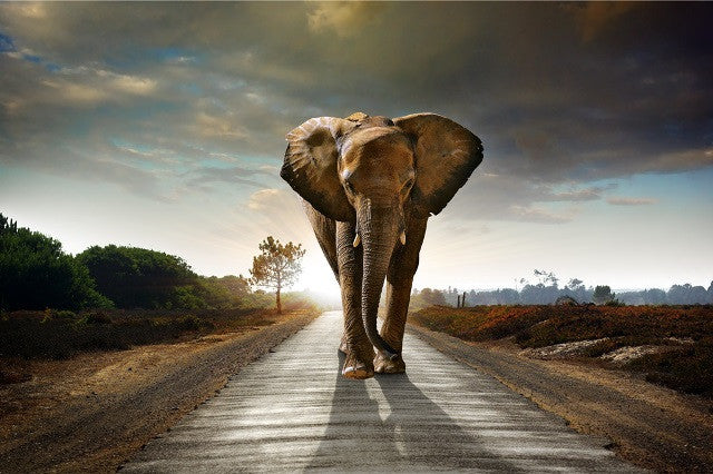 Glasbild «Elefant auf dem Weg» 160 × 110 cm