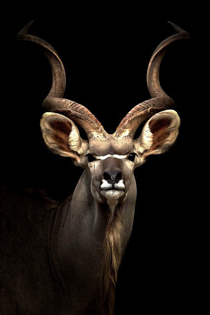 Glasbild «Kudu» 120 × 80 cm