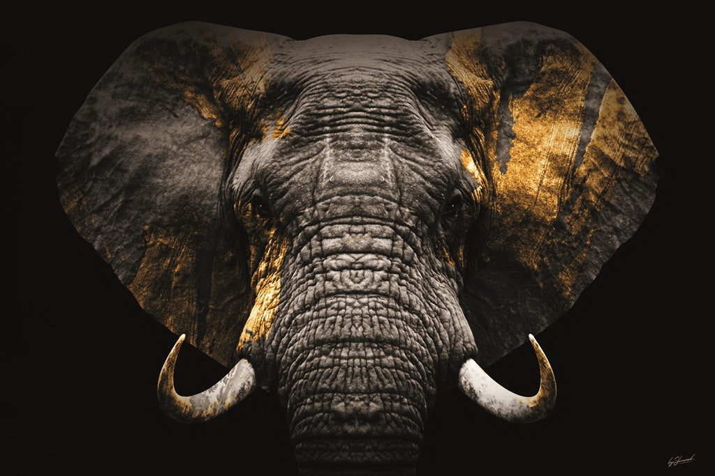 Glasbild «Elefant» 120 × 80 cm (Art. GLAS080120BS-616)