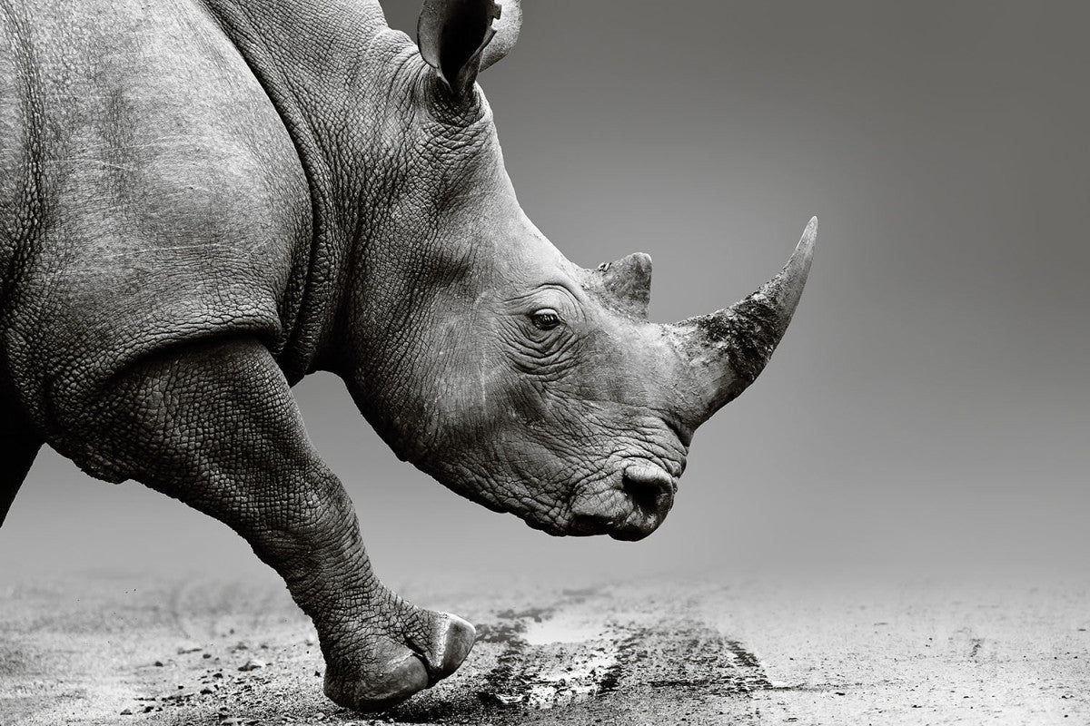Glasbild «Nashorn» 120 × 80 cm