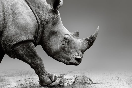 Glasbild «Nashorn» 120 × 80 cm