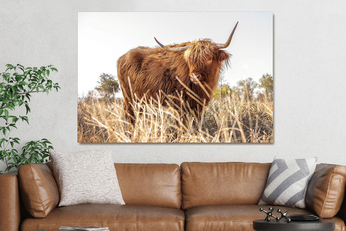 Glasbild «Hochlandrind im Feld» 120 × 80 cm – Ansicht 2
