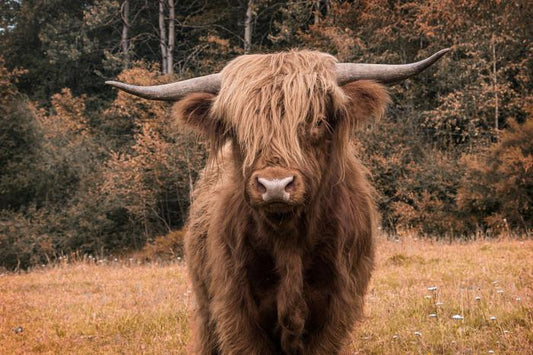 Glasschilderij 120x80cm Hooglander in het bos
