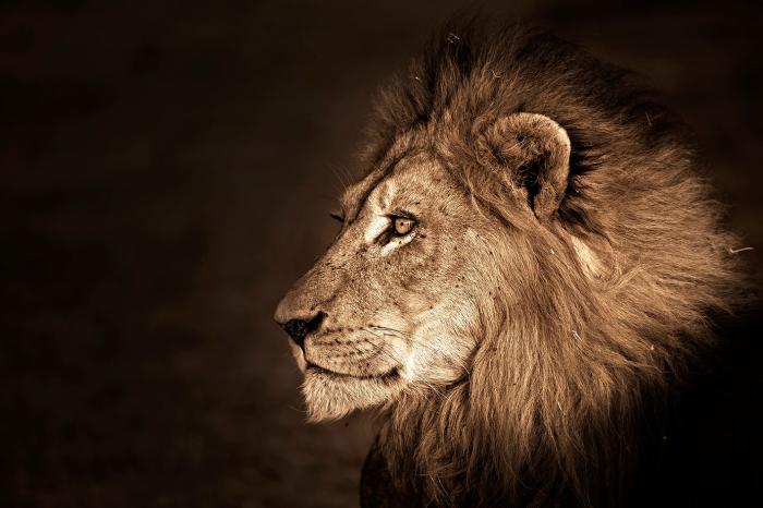 Glasschilderij 120x80cm Leeuwenkop rechts