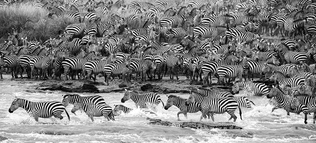 Glasbild 160x80cm Zebras im Wasser