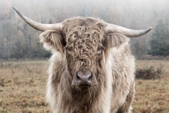 Glasschilderij 120x80cm Hooglander in de natuur