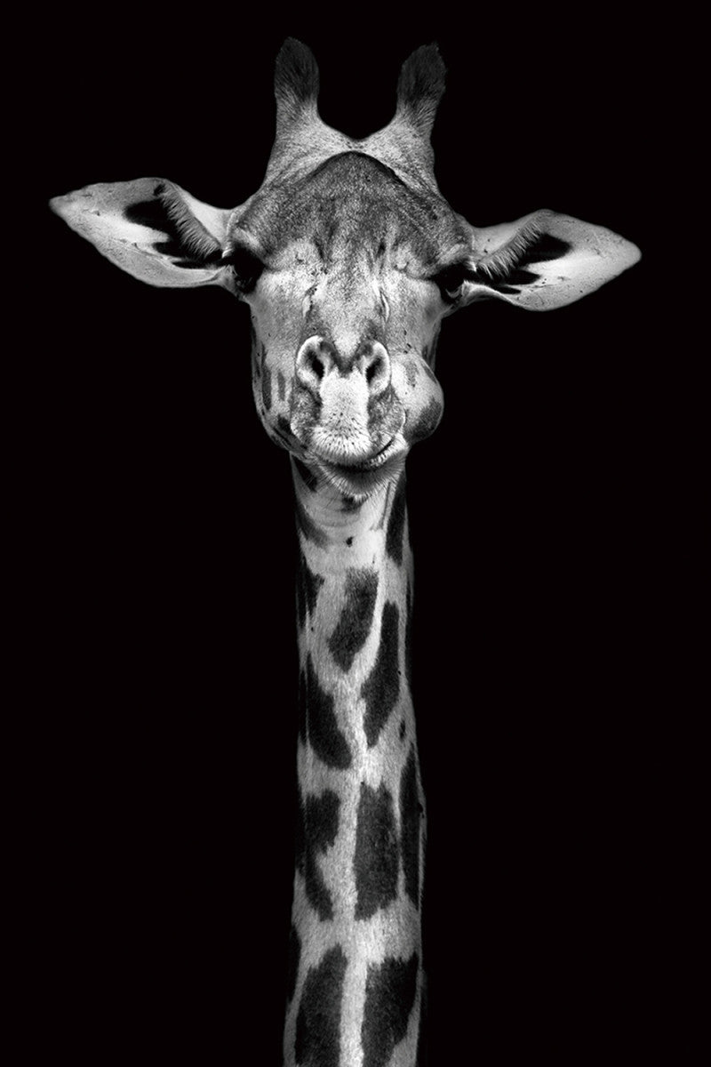 Glasschilderij 80x120cm Giraffe