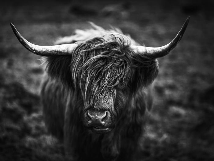 Glasschilderij 120x80cm Hooglander zwart/wit