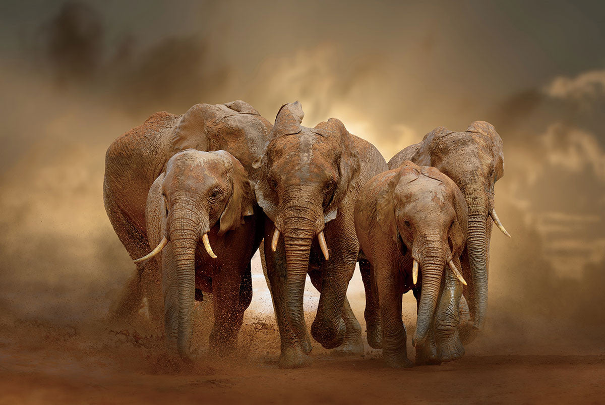 Glasbild «Elefant» 120 × 80 cm (Art. GLAS080120-1056)