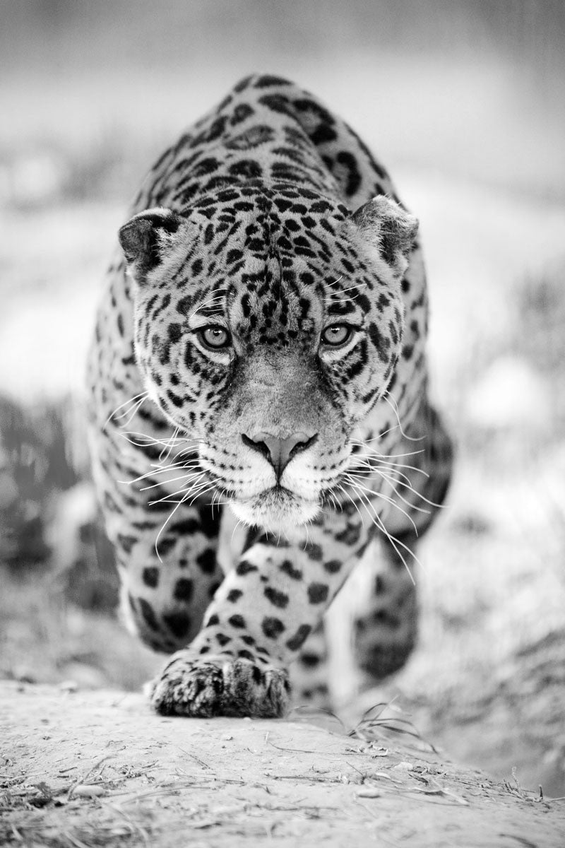 Glasbild «Panther schwarz/weiss» 80 × 120 cm