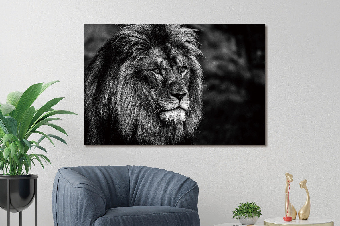 Glasbild «Männlicher Löwe schwarz/weiss» 120 × 80 cm – Ansicht 2
