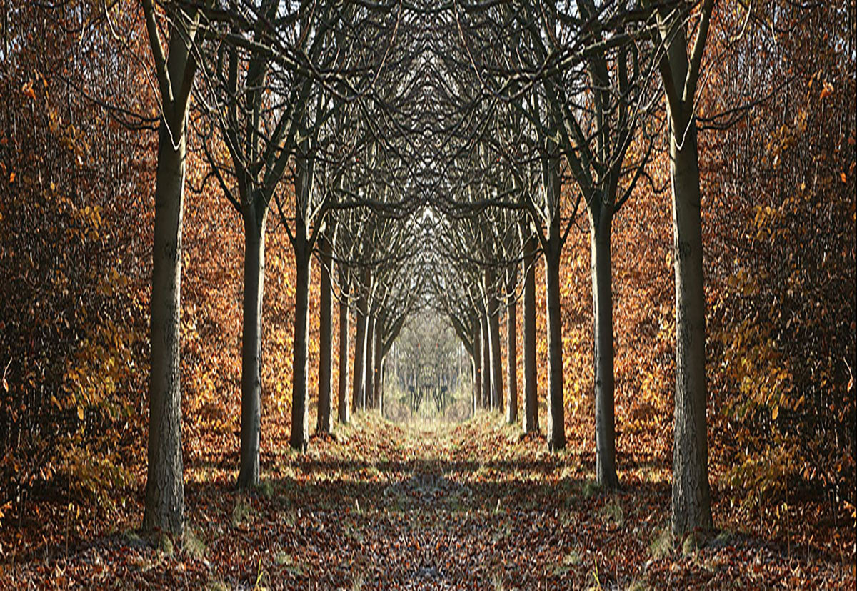 Glasbild «Wald» 160 × 110 cm