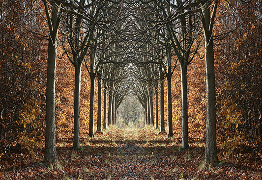 Glasbild «Wald» 160 × 110 cm