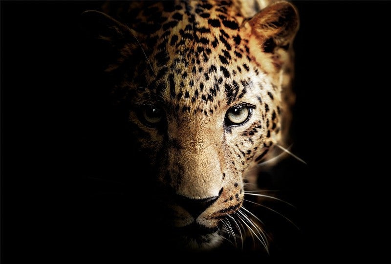 Glasschilderij 120x80cm Panterkop