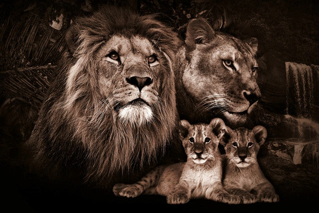 Glasbild «Löwenfamilie» 120 × 80 cm (Art. GLAS080120BS-603)