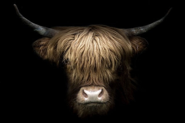 Glasschilderij 120x80cm Kop schotse hooglander midden