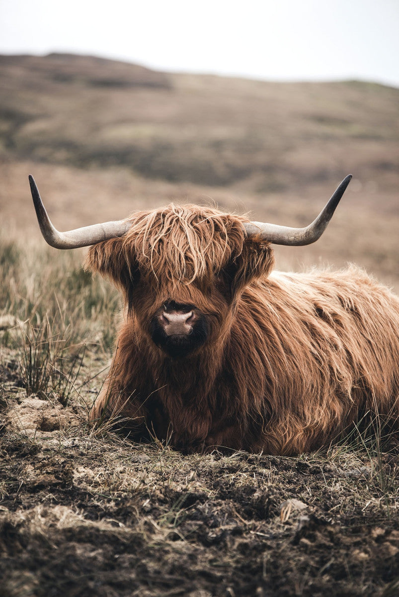 Glasschilderij 80x120cm Liggende hooglander