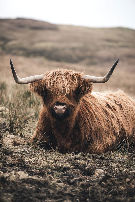 Glasschilderij 80x120cm Liggende hooglander