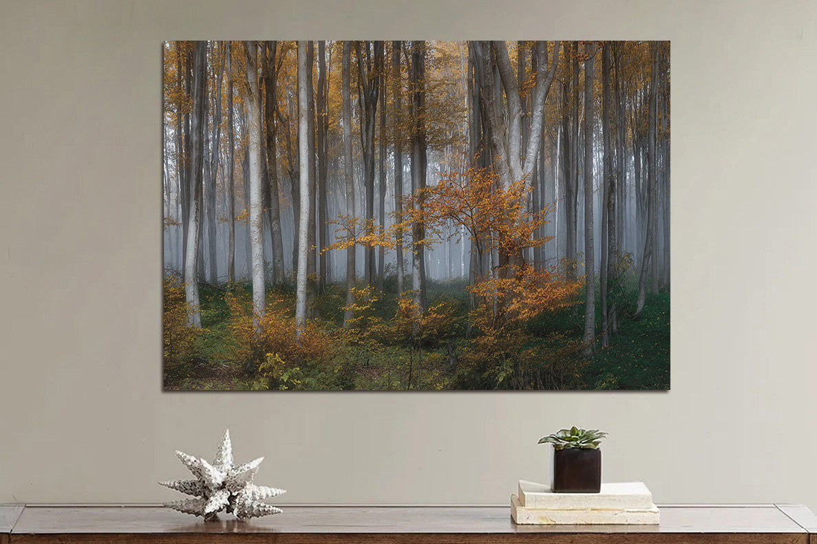 Glasbild 160x110cm Birkenwald