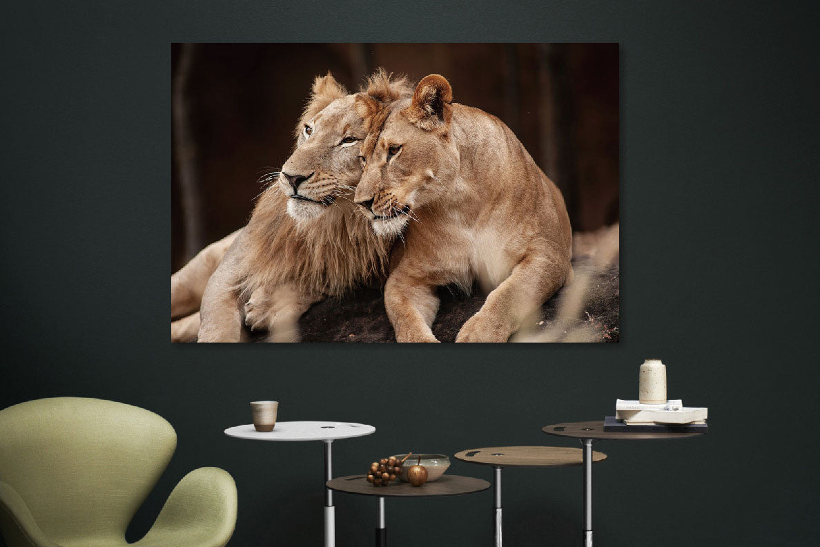 Glasbild «Löwenpaar» 120 × 80 cm (Art. GLAS080120-1179) – Ansicht 2