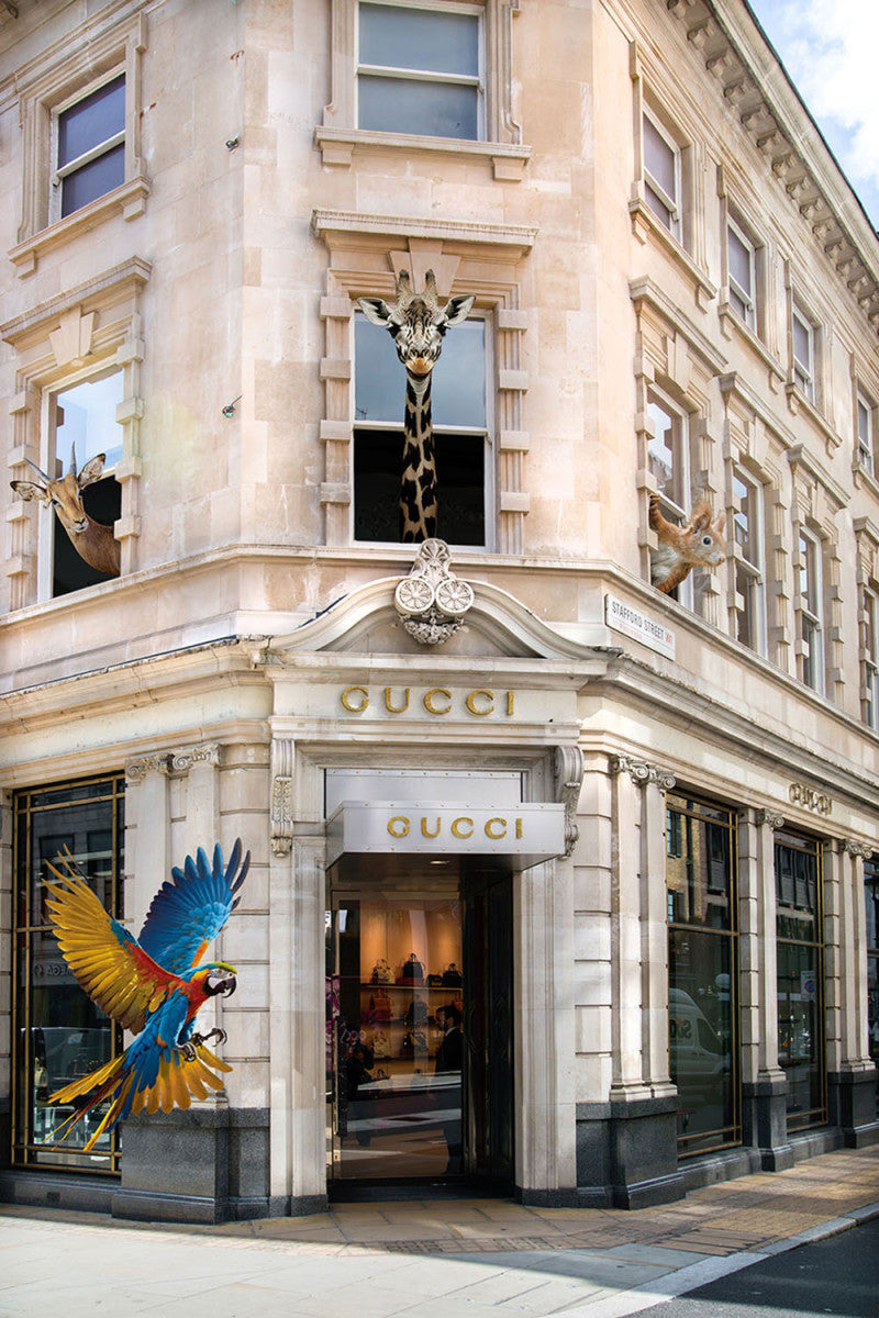 Glasschilderij 80x120cm Vliegende papegaai voor winkel