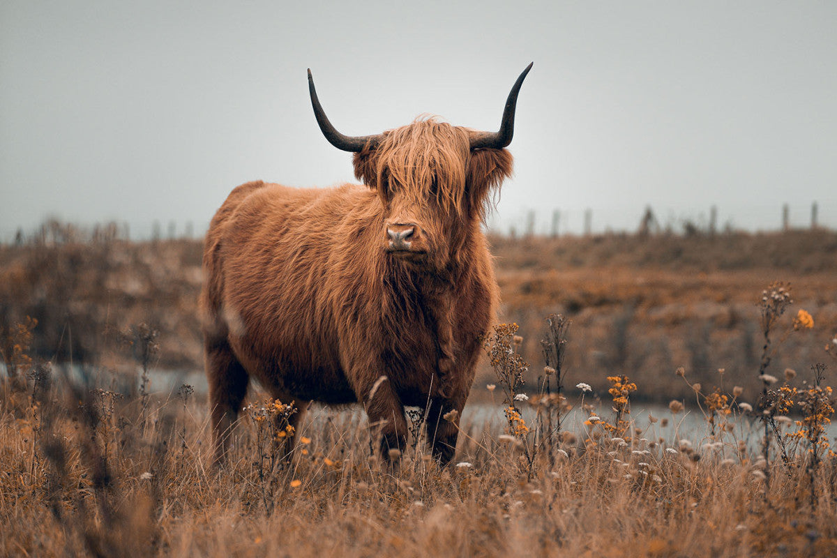 Glasschilderij 120x80cm Hooglander