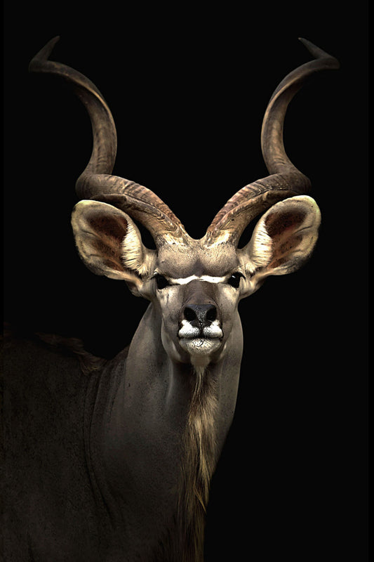 Glasschilderij 80x120cm Koedoe