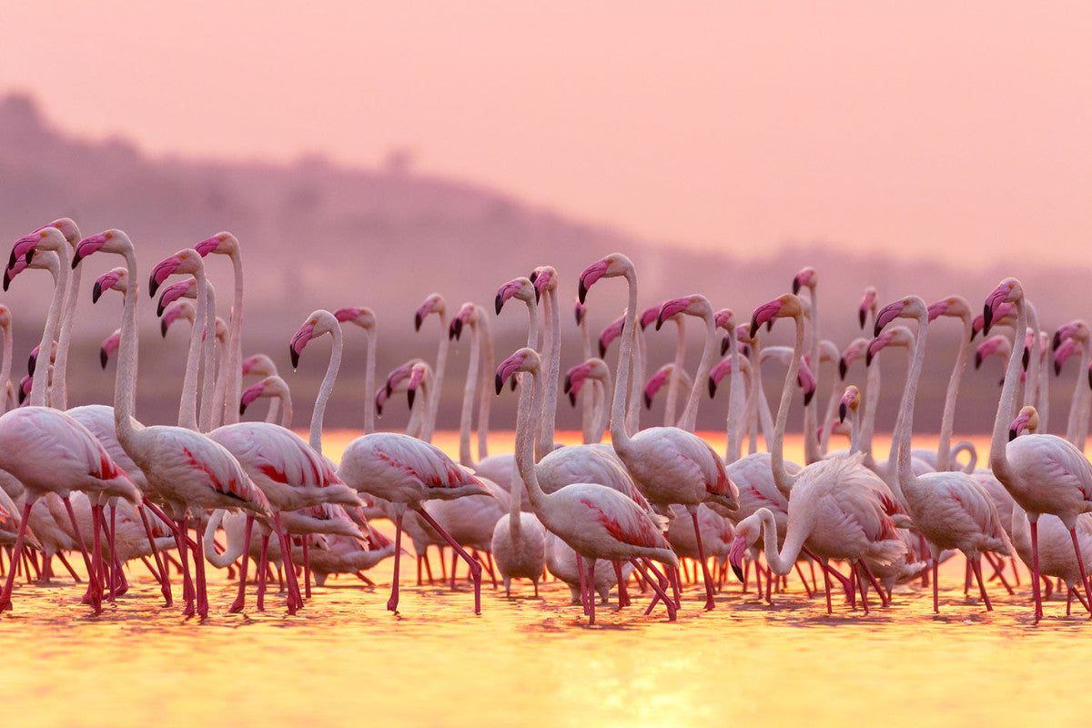 Glasbild «Flamingos» 120 × 80 cm (Art. GLAS080120-1181)