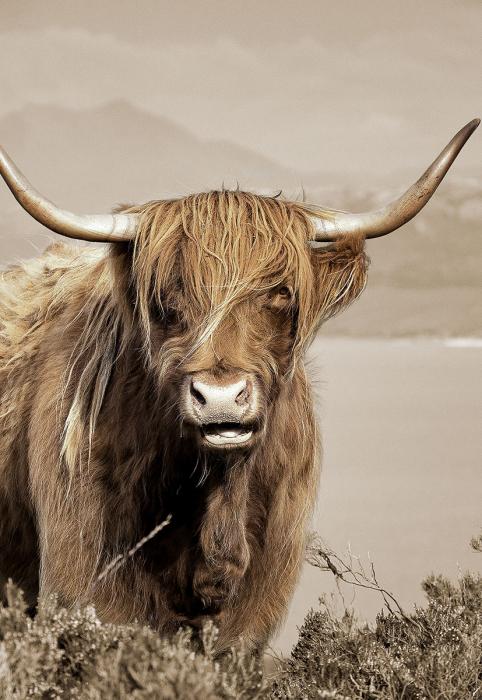 Glasschilderij 110x160cm Schotse hooglander links