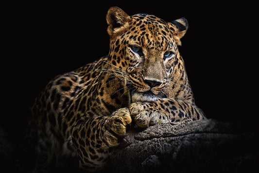 Glasschilderij 120x80cm Liggende panter