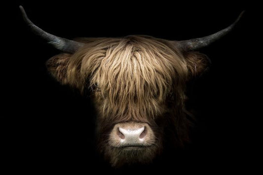 Glasschilderij 160x110cm Kop hooglander