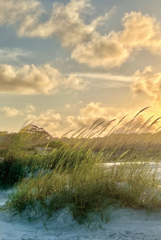 Glasschilderij 80x120cm Helmgras