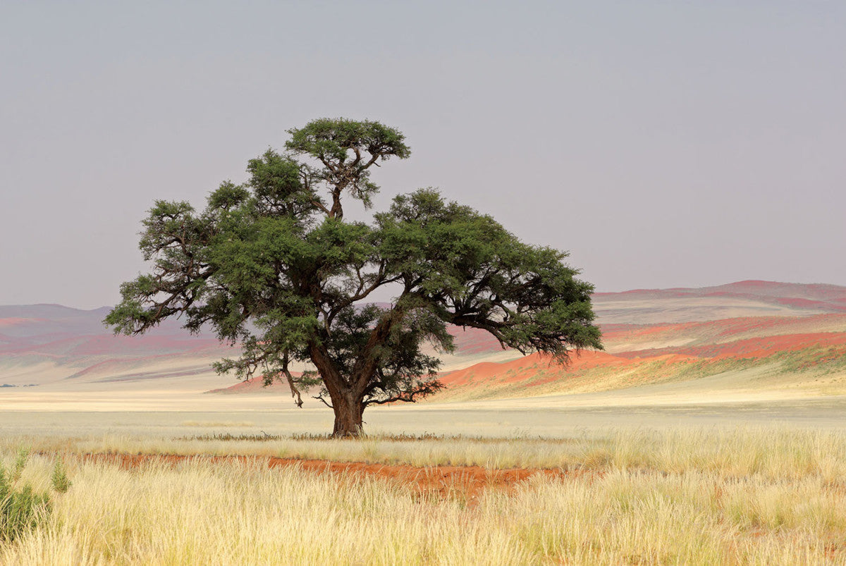 Glasbild «Einsamer Baum» 80 × 120 cm