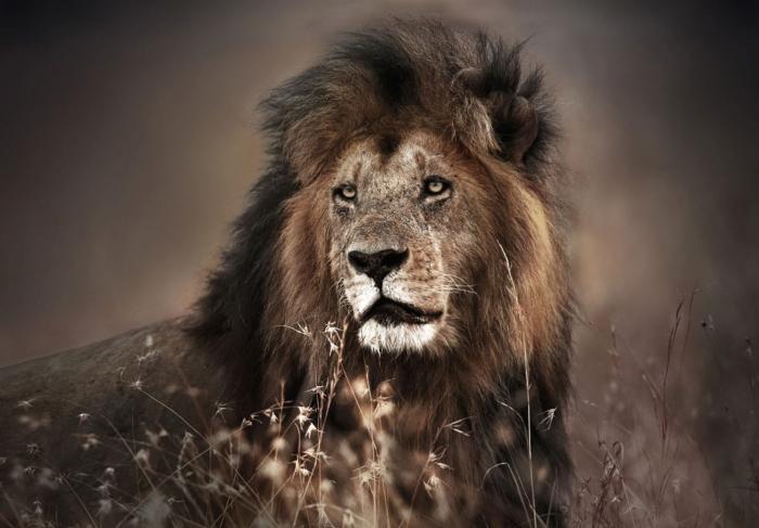 Glasbild «Löwe» 120 × 80 cm