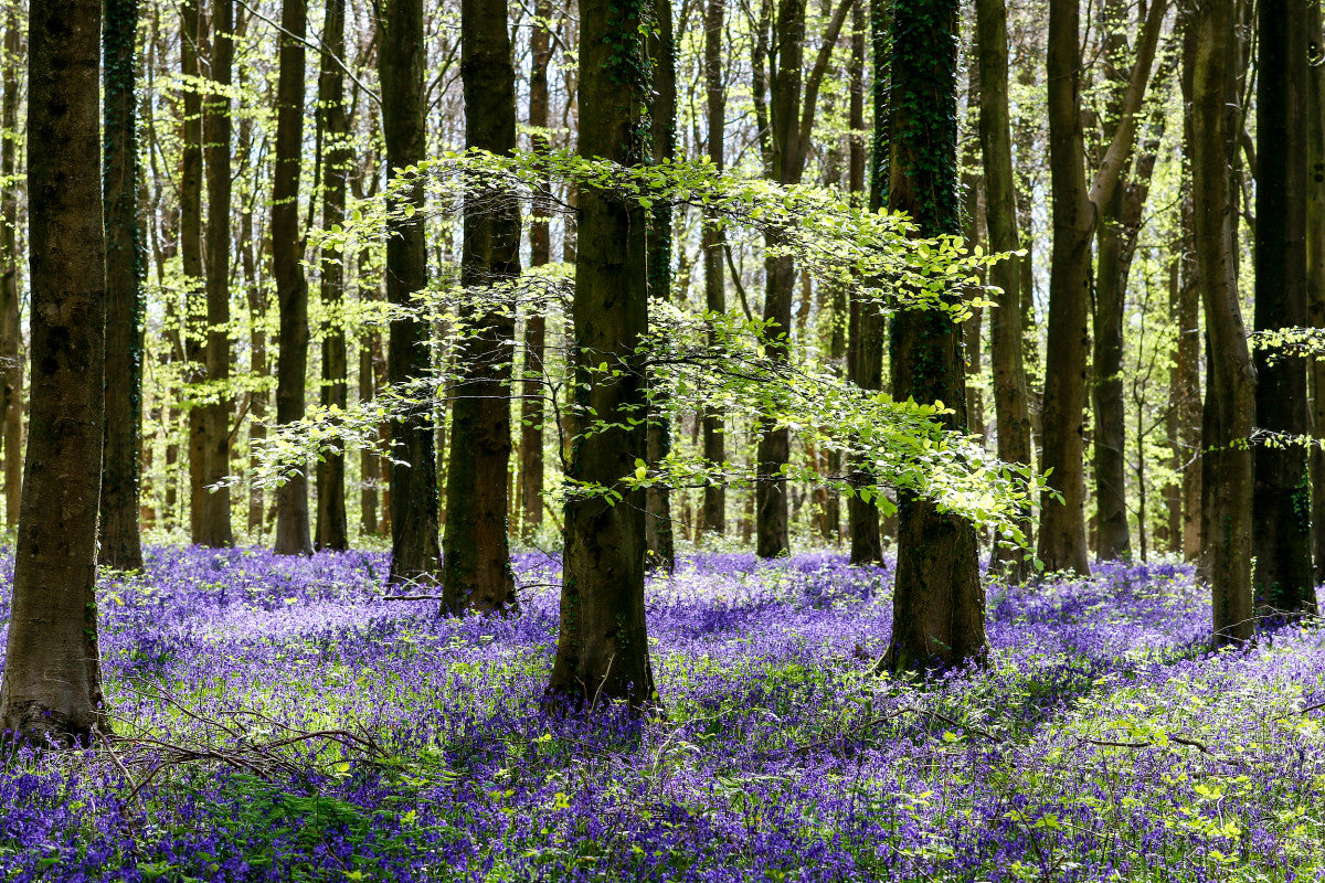 Glasbild «Wald mit lila Blumen» 120 × 80 cm