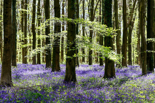 Glasbild «Wald mit lila Blumen» 120 × 80 cm