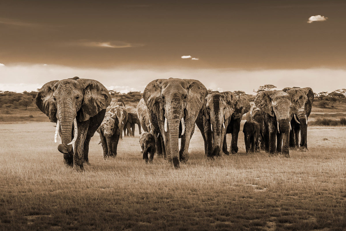 Glasschilderij 120x80cm Olifanten kudde