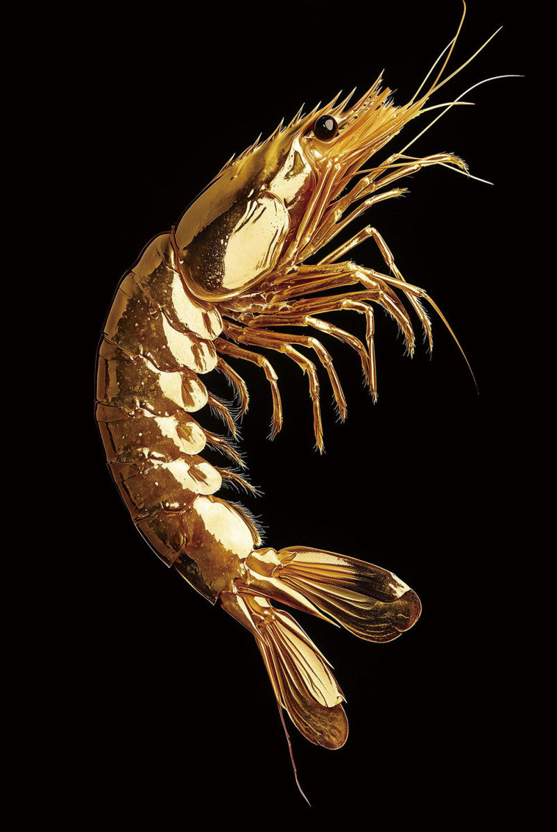 Glasschilderij 80x120cm Garnaal