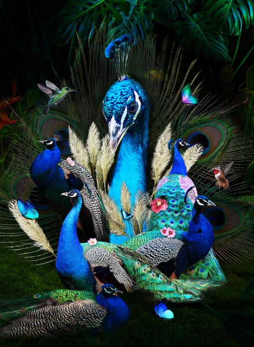 Glasschilderij 80x120cm Blauwe pauwen