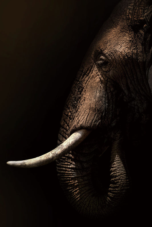 Glasschilderij 80x120cm Olifant mysterieus